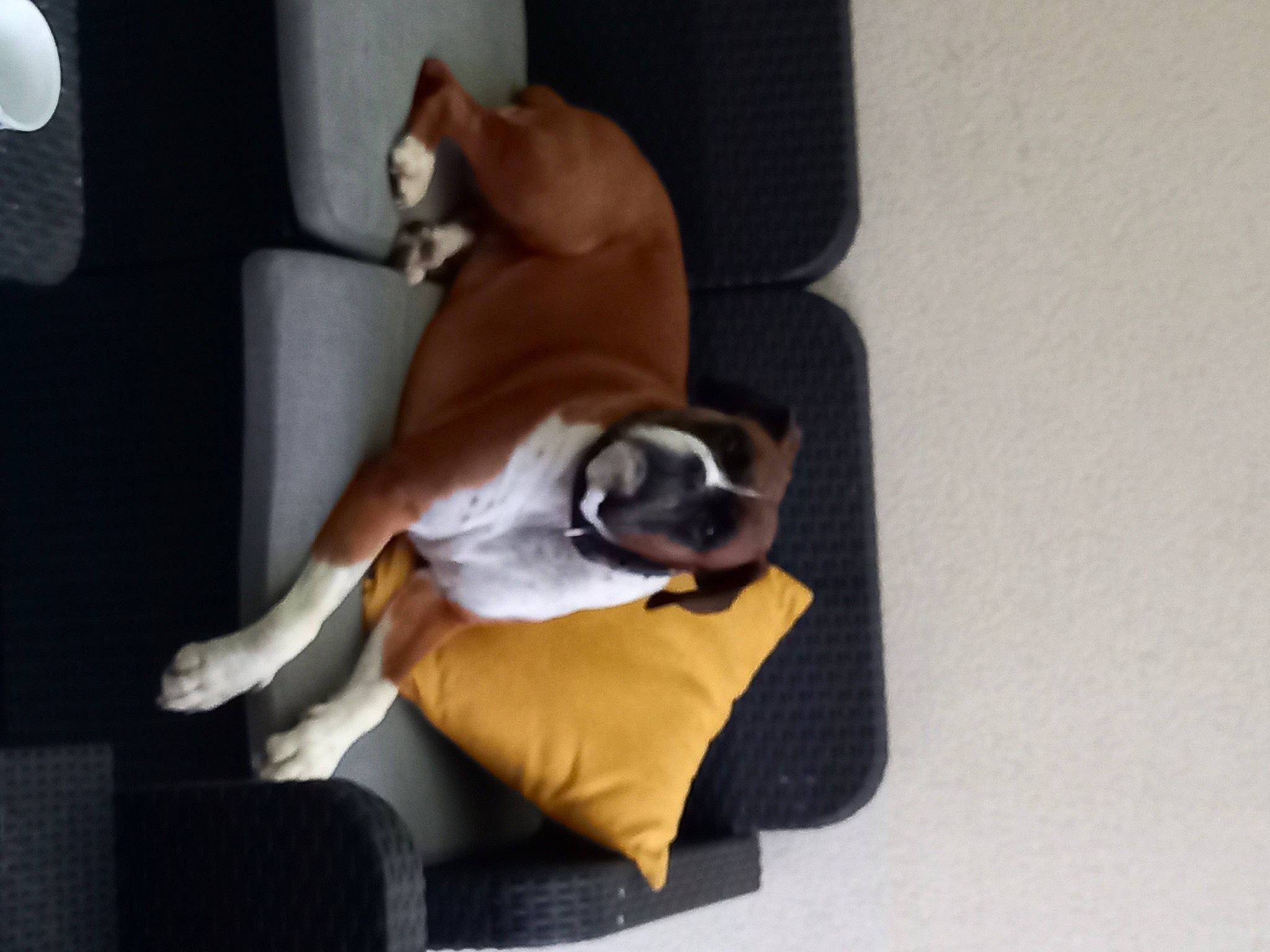 Jersey participe au concours pour gagner de l'argent avec cette photo : boston_terrier, canidae, carnivore, comfort, companion_dog, dog, dog_breed, fawn, felidae, hardwood, human_leg, knee, paw, room, snout, sporting_group, tail, toy_dog, wood, working_animal