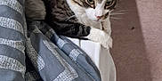 Ace participe au concours pour gagner de l'argent avec cette photo : cat, tabby, white_paws, bed, bedding, striped_blanket, indoor, feline, pet, curious, resting, fur, whiskers, ears, carpet, furniture, cozy, animal, mammal, domestic