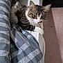 cat, tabby, white_paws, bed, bedding, striped_blanket, indoor, feline, pet, curious, resting, fur, whiskers, ears, carpet, furniture, cozy, animal, mammal, domestic