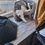 Ace a rejoint le concours — aidez-le/la à gagner de superbes lots ! cat, sleeping, furry_bed, desk, window, shutter, wooden_surface, curtain, chair, office_supplies, cozy, tabby, white_fur, indoor, resting, pet, home, relaxation, furniture, cord