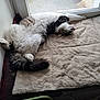 Ace participe au concours pour gagner de l'argent avec cette photo : cat, fluffy, sleeping, mat, window, indoor, pet, relaxed, feline, cozy, fur, resting, home, animal, tabby, whiskers, paw, tail, soft, sunlight