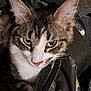 Ace a rejoint le concours — aidez-le/la à gagner de superbes lots ! cat, tabby, green_eyes, close_up, pet, animal, fur, whiskers, ears, nose, bag, camouflage, zipper, fabric, indoor, resting, curious, cute, cozy, portrait
