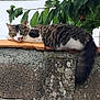 cat, tabby, wall, orange_tiles, green_eyes, fur, relaxed, lounging, leafy_background, outdoor, nature, animal, sleepy, resting, mammal, tail, whiskers, daytime, peaceful, calm