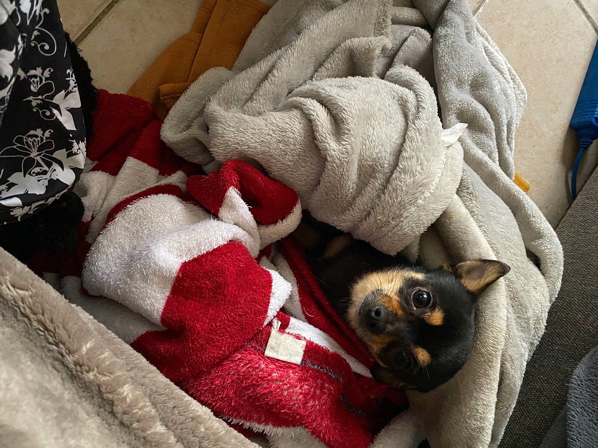 Picsou participe au concours pour gagner de l'argent avec cette photo : carmine, carnivore, comfort, companion_dog, creative_arts, dog, dog_breed, fawn, felidae, fur, grey, linens, pattern, red, small_to_medium_sized_cats, textile, vertebrate, whiskers, wool, woolen