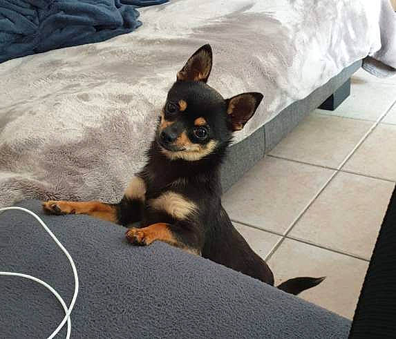 Picsou a rejoint le concours — aidez-le/la à gagner de superbes lots ! canidae, carnivore, chihuahua, comfort, companion_dog, couch, dog, dog_breed, ear, fawn, fur, paw, prazsky_krysarik, snout, sporting_group, tail, terrestrial_animal, toy_dog, whiskers, working_animal