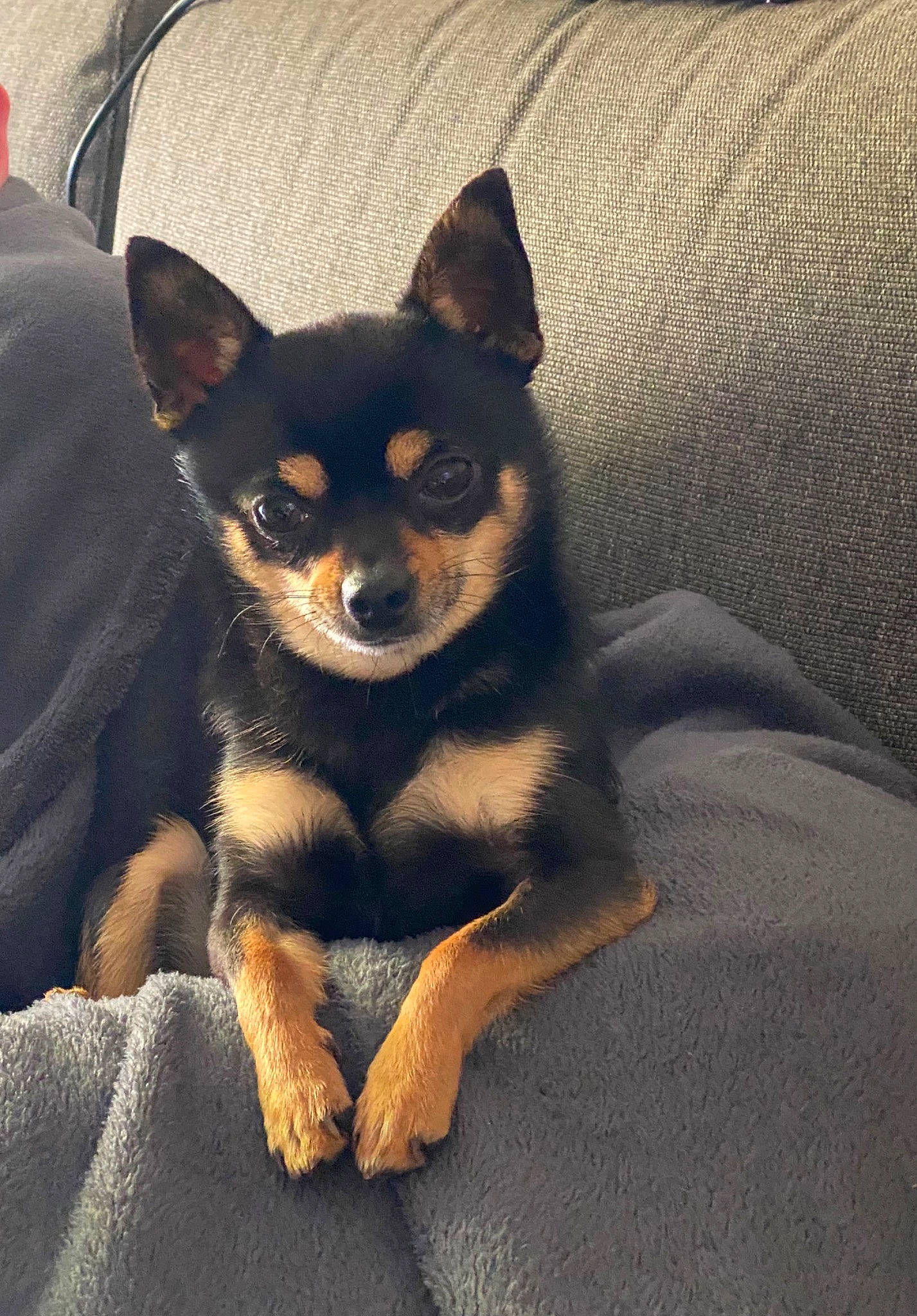 Picsou participe au concours pour gagner de l'argent avec cette photo : canidae, carnivore, comfort, companion_dog, corgi_chihuahua, dog, dog_breed, ear, eye, fawn, fur, sitting, sporting_group, terrestrial_animal, toy_dog, whiskers, working_animal, working_dog