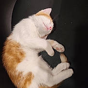 Thor a rejoint le concours — aidez-le/la à gagner de superbes lots ! cat, sleeping, curled_up, orange_and_white, pet, animal, furry, whiskers, pink_nose, closed_eyes, paws, tail, relaxed, cozy, chair, black_background, indoor, close_up, cute, photography