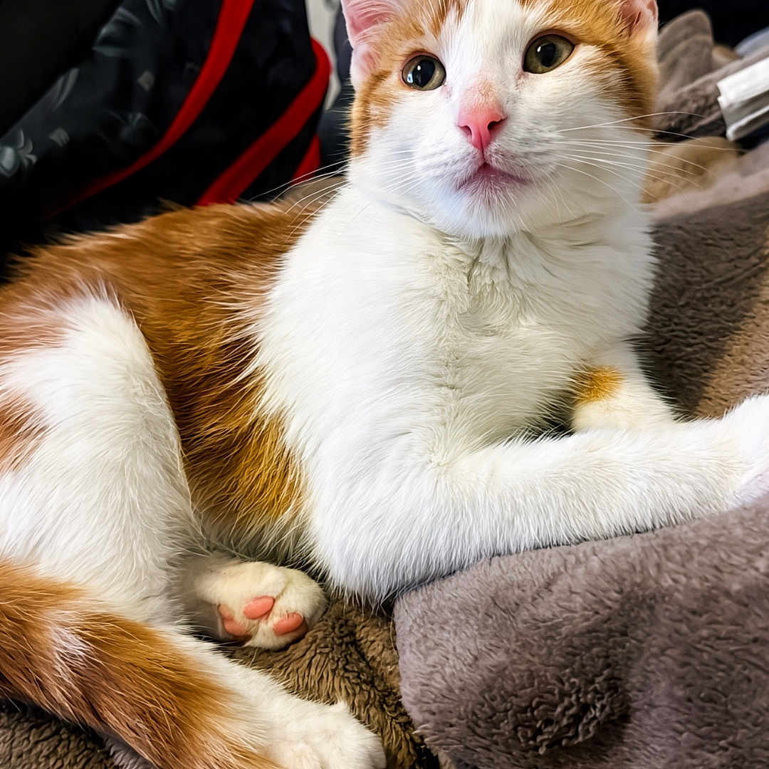 Thor a rejoint le concours — aidez-le/la à gagner de superbes lots ! cat, orange_and_white, feline, pet, animal, lying_down, lounging, blanket, bed, indoors, portrait, close_up, green_eyes, whiskers, pink_nose, paws, fur, cozy, backpack, bedroom