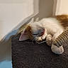 Thor participe au concours pour gagner de l'argent avec cette photo : cat, sleeping, kitten, white_fur, orange_fur, pet, animal, indoors, sunlight, shadow, scratching_post, cat_tree, cozy, relaxed, nap, upside_down, whiskers, pink_nose, paws, cable