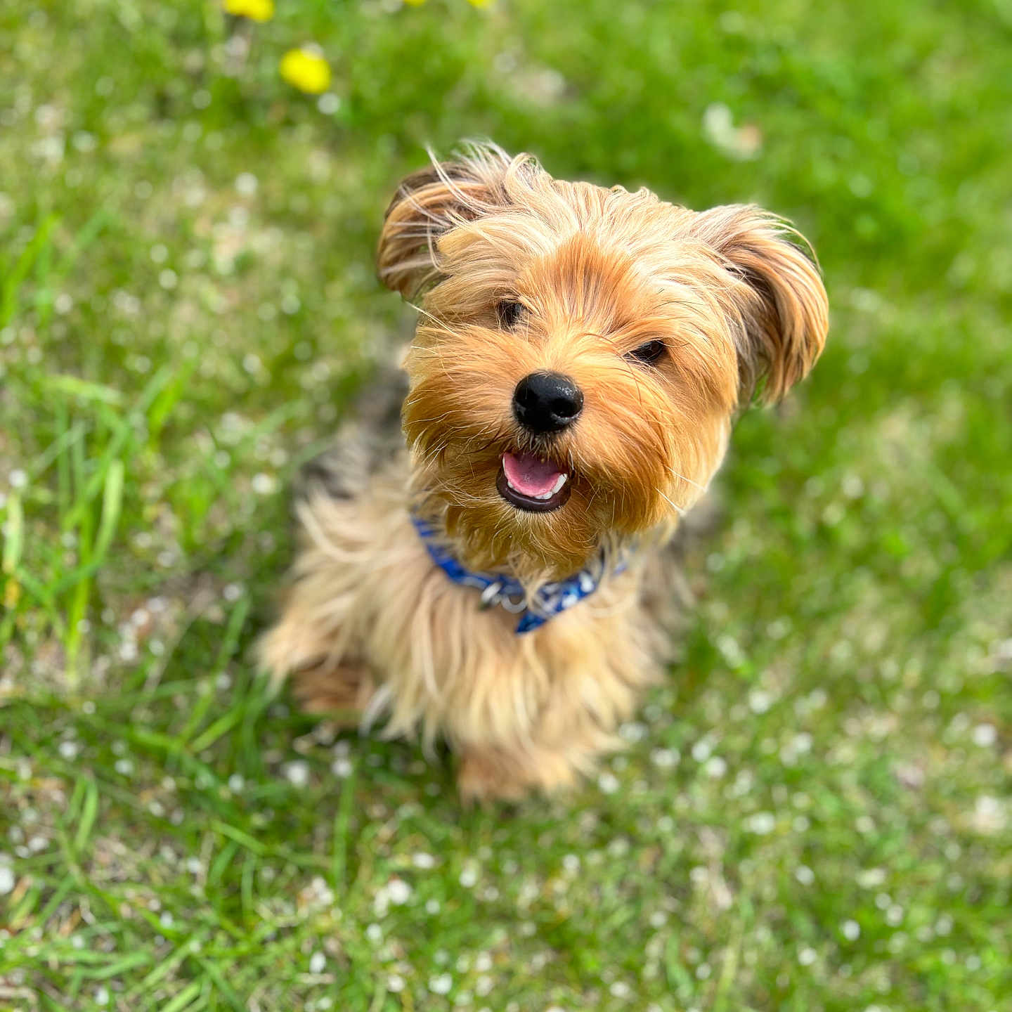 Anubadon is registered to the contest to win money with this photo: accessories, animal, ball, canine, dog, field, flower, football, grass, grassland, lawn, nature, outdoors, pet, plant, puppy, soccer, soccerball, terrier, vegetation