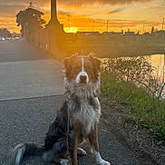 Nora is registered to the contest to win money with this photo: dog, sunset, sidewalk, leash, grass, pond, outdoor, animal, pet, nature, evening, calm, scenic, sky, clouds, reflection, fence, tree, quiet, peaceful