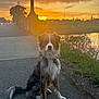 dog, sunset, sidewalk, leash, grass, pond, outdoor, animal, pet, nature, evening, calm, scenic, sky, clouds, reflection, fence, tree, quiet, peaceful