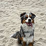 Nora is registered to the contest to win money with this photo: dog, beach, sand, happy, tongue_out, sitting, outdoor, canine, pet, fur, animal, playful, nature, daytime, cute, friendly, smiling, portrait, paw, ears