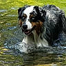 Undy participe au concours pour gagner de l'argent avec cette photo : animal, black, brown, canine, dog, fur, happy, movement, nature, outdoor, pet, playful, portrait, reflection, river, splash, summer, water, wet, white