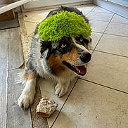 Undy a rejoint le concours — aidez-le/la à gagner de superbes lots ! dog, indoor, tile_floor, green_object, bone, playful, pet, animal, fur, happy, looking_up, mouth_open, floor, paw, house, door, window, light, domestic, canine