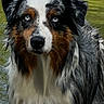 Undy participe au concours pour gagner de l'argent avec cette photo : dog, australian_shepherd, water, wet_fur, blue_eyes, animal, pet, outdoor, nature, portrait, canine, fur, standing, looking, closeup, expression, mammal, summer, body_of_water, wildlife