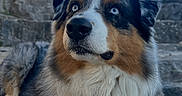 Undy participe au concours pour gagner de l'argent avec cette photo : dog, australian_shepherd, blue_eyes, outdoor, stone_steps, sky, fluffy, fur, pet, animal, portrait, relaxed, resting, nature, daylight, canine, watchful, alert, muzzle, ears