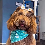 Sugar is registered to the contest to win money with this photo: dog, brown_fur, curly_fur, flower_clips, bandana, indoor, pet, cute, animal, groomed, accessory, face, ears, happy, domestic, fur, portrait, house, furniture, smiling