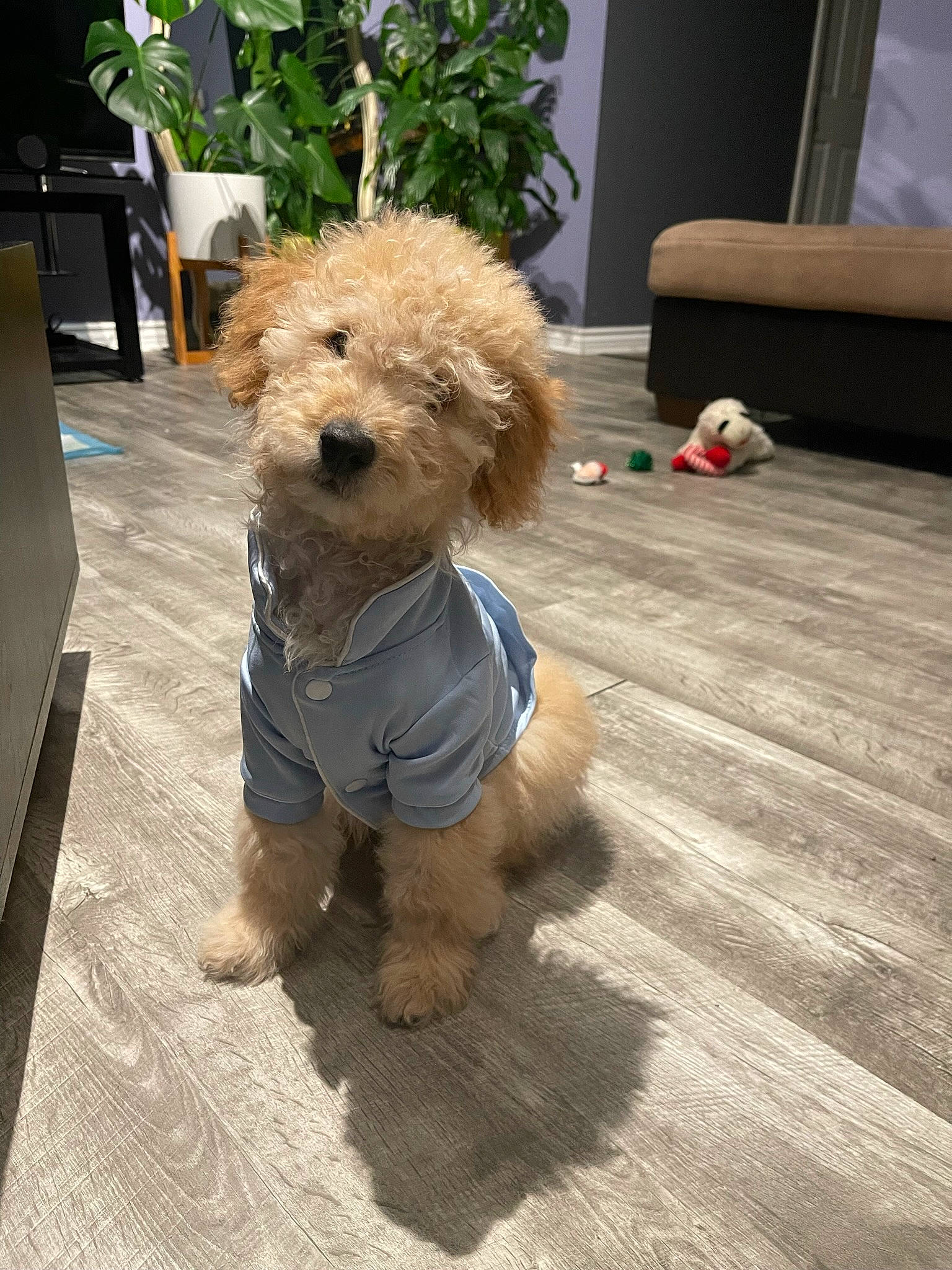 Cash is registered to the contest to win money with this photo: canidae, carnivore, companion_dog, dog, dog_breed, dog_clothes, dog_supply, fawn, flooring, fur, plant, poodle, small_terrier, snout, sporting_group, terrier, toy, toy_dog, water_dog, wood