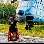 Ulys a rejoint le concours — aidez-le/la à gagner de superbes lots ! dog, german_shepherd, helicopter, grass, outdoor, tarmac, stick, trees, sky, vehicle, canine, pet, animal, transportation, nature, daylight, sitting, tongue_out, ears_up, alert