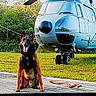 dog, german_shepherd, helicopter, grass, outdoor, tarmac, stick, trees, sky, vehicle, canine, pet, animal, transportation, nature, daylight, sitting, tongue_out, ears_up, alert