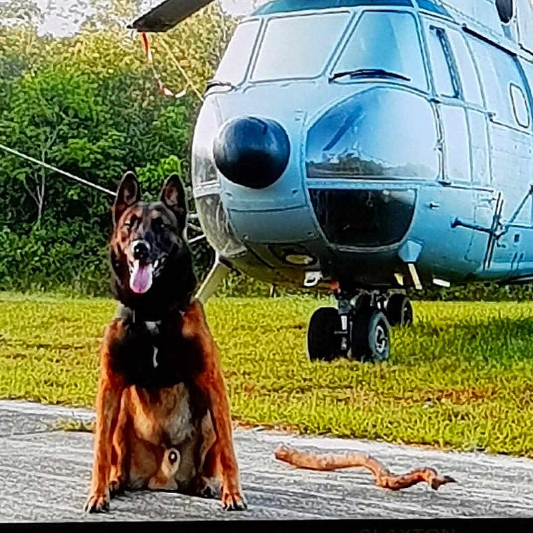 Ulys a rejoint le concours — aidez-le/la à gagner de superbes lots ! dog, german_shepherd, helicopter, grass, outdoor, tarmac, stick, trees, sky, vehicle, canine, pet, animal, transportation, nature, daylight, sitting, tongue_out, ears_up, alert