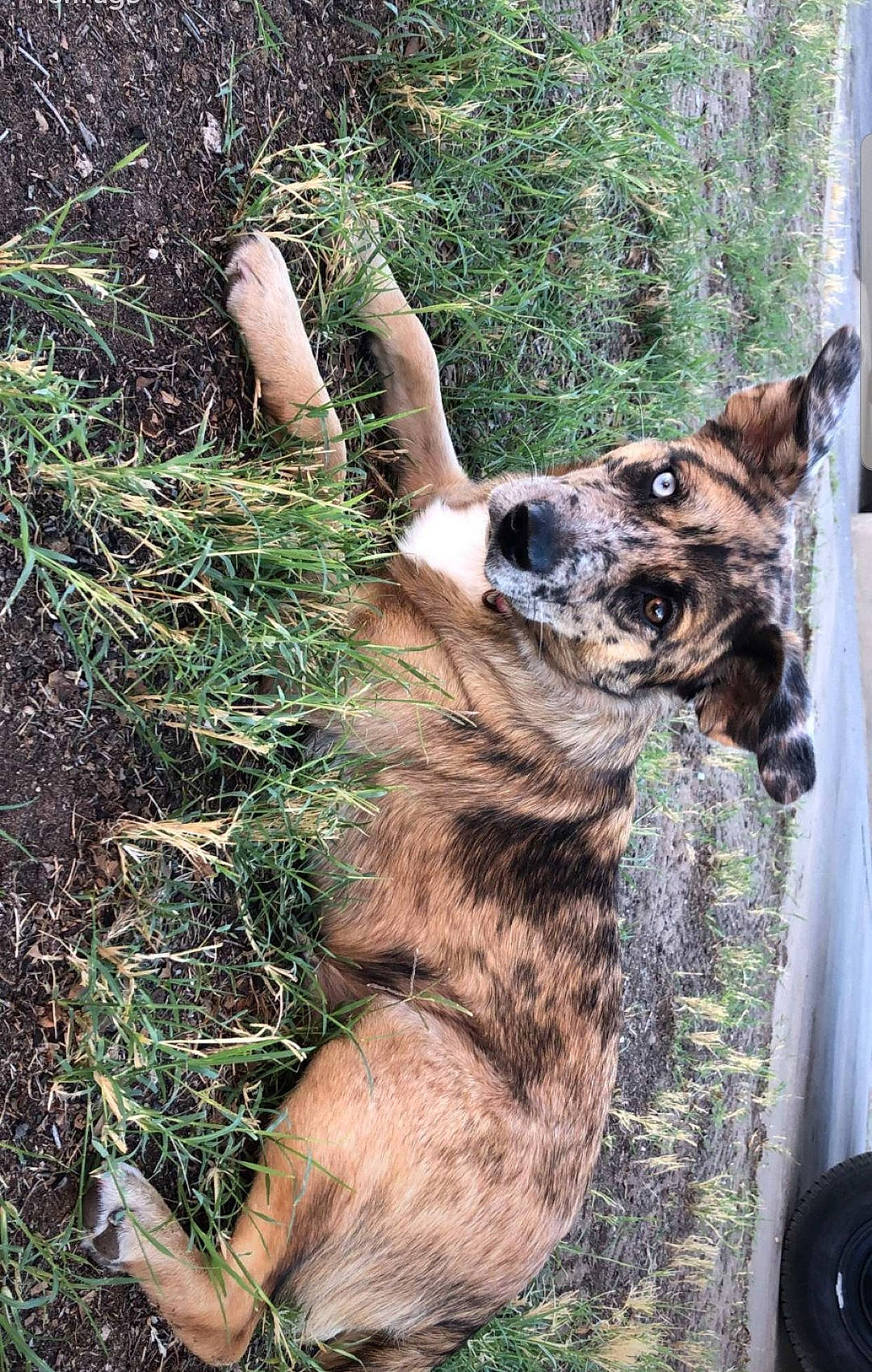 Snickers is registered to the contest to win money with this photo: canidae, canis, carnivore, companion_dog, dog, dog_breed, east_european_shepherd, fawn, forest, fur, german_shepherd_dog, herding_dog, plant, snout, sporting_group, tree, trunk, wildlife, wood, working_animal