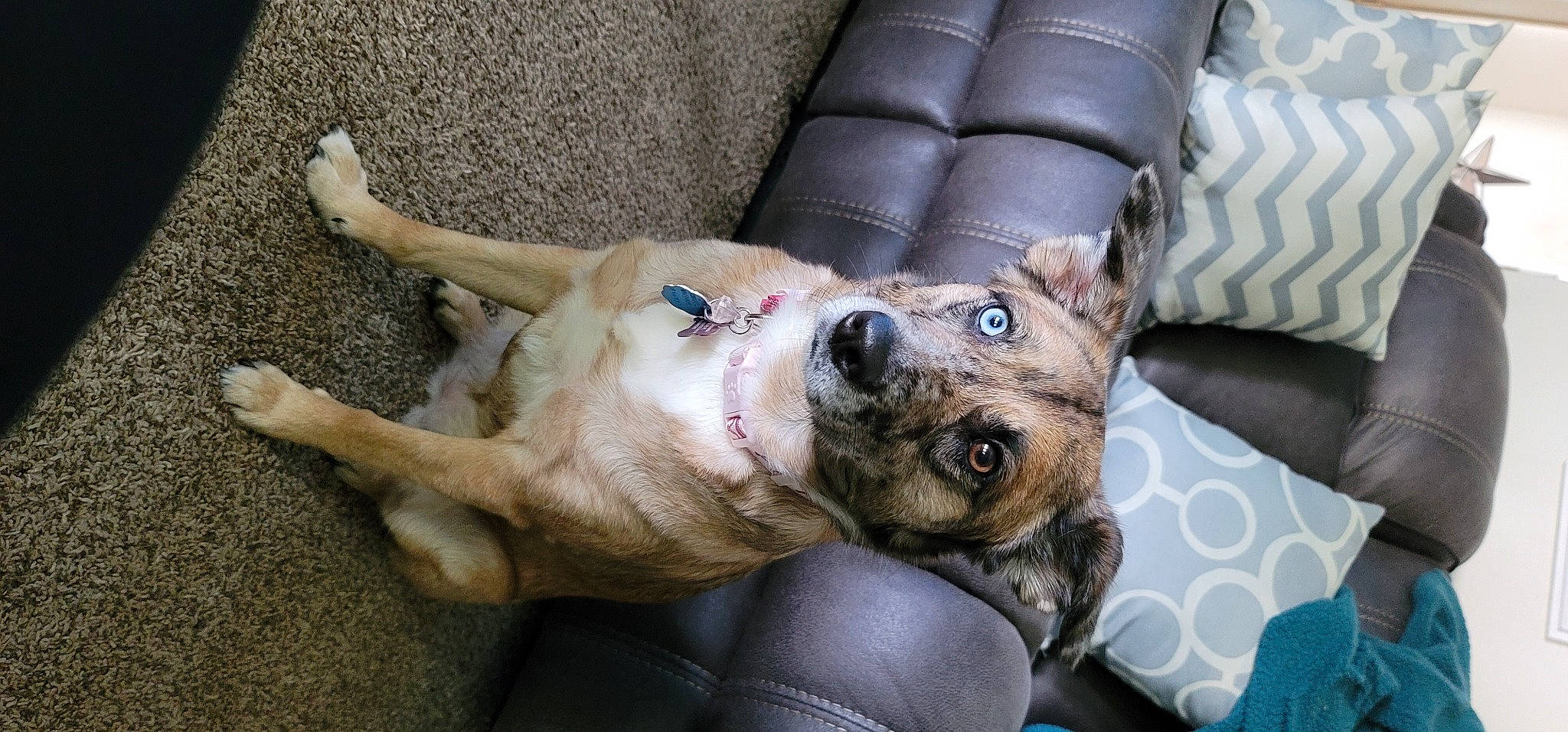 Snickers joined the competition — help win amazing prizes! canidae, carnivore, collar, comfort, companion_dog, couch, dog, dog_breed, dog_collar, fawn, fur, guard_dog, nap, non_sporting_group, paw, sporting_group, toy_dog, whiskers, working_animal, wrinkle