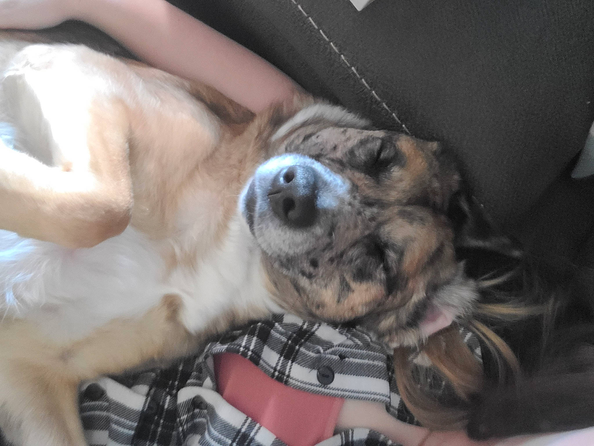 Snickers is registered to the contest to win money with this photo: canidae, carnivore, comfort, companion_dog, dog, dog_breed, ear, fawn, fur, guard_dog, non_sporting_group, paw, plaid, puppy_love, sporting_group, tartan, toy_dog, whiskers, working_animal