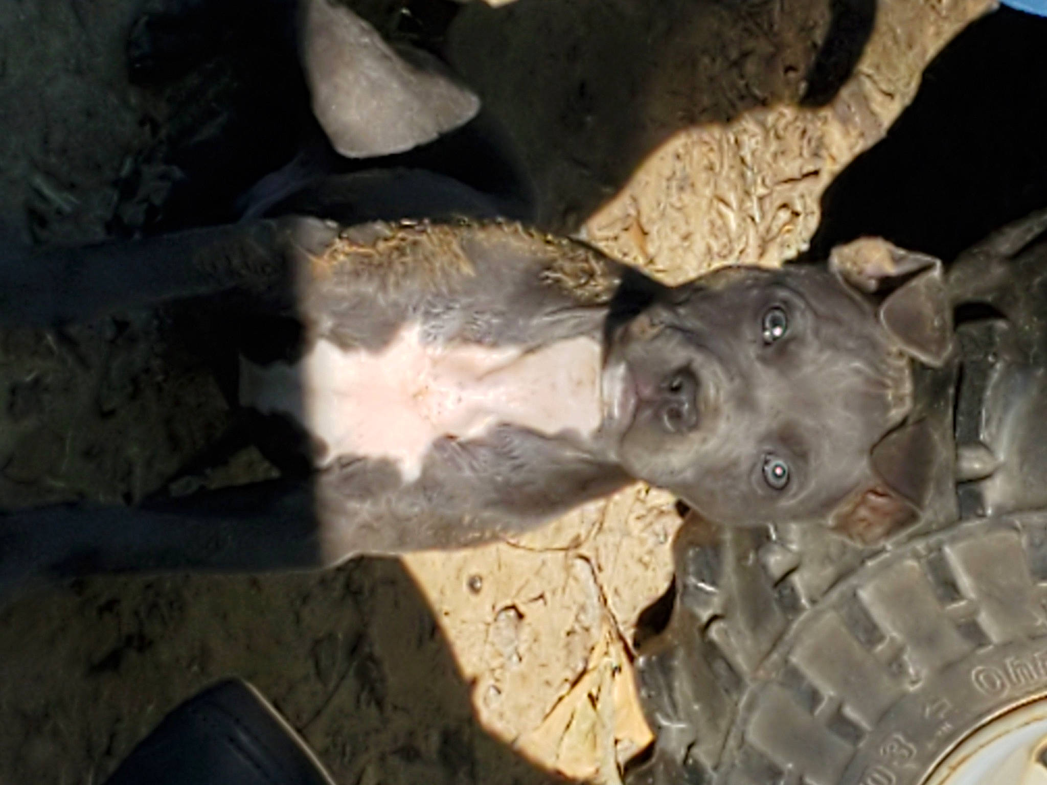 Pete joined the competition — help win amazing prizes! auto_part, automotive_tire, automotive_wheel_system, canidae, snout, suidae, tire