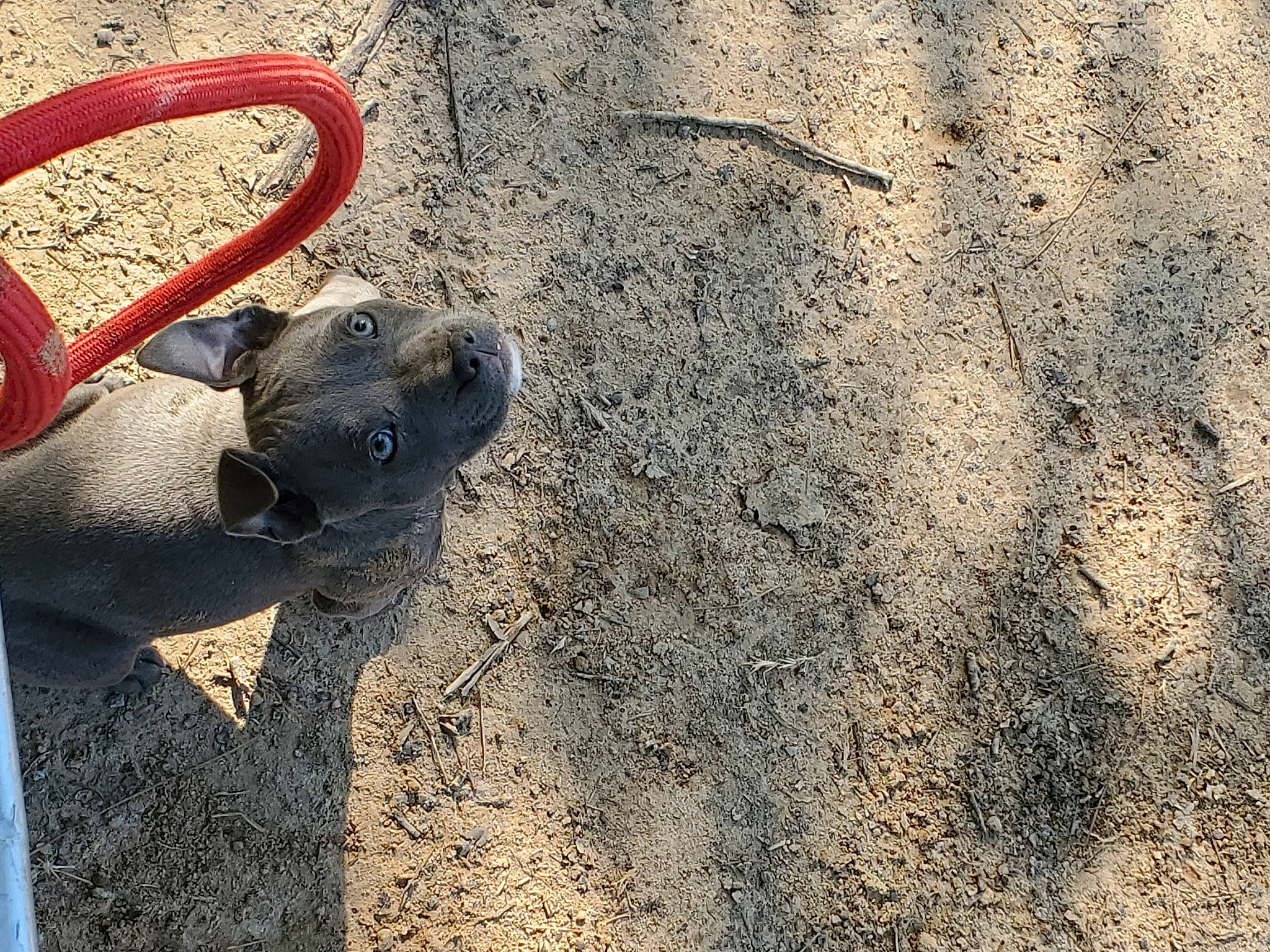 Pete is registered to the contest to win money with this photo: canidae, carnivore, dog, dog_breed, fawn, great_dane, non_sporting_group, sand, snout, soil, sporting_group