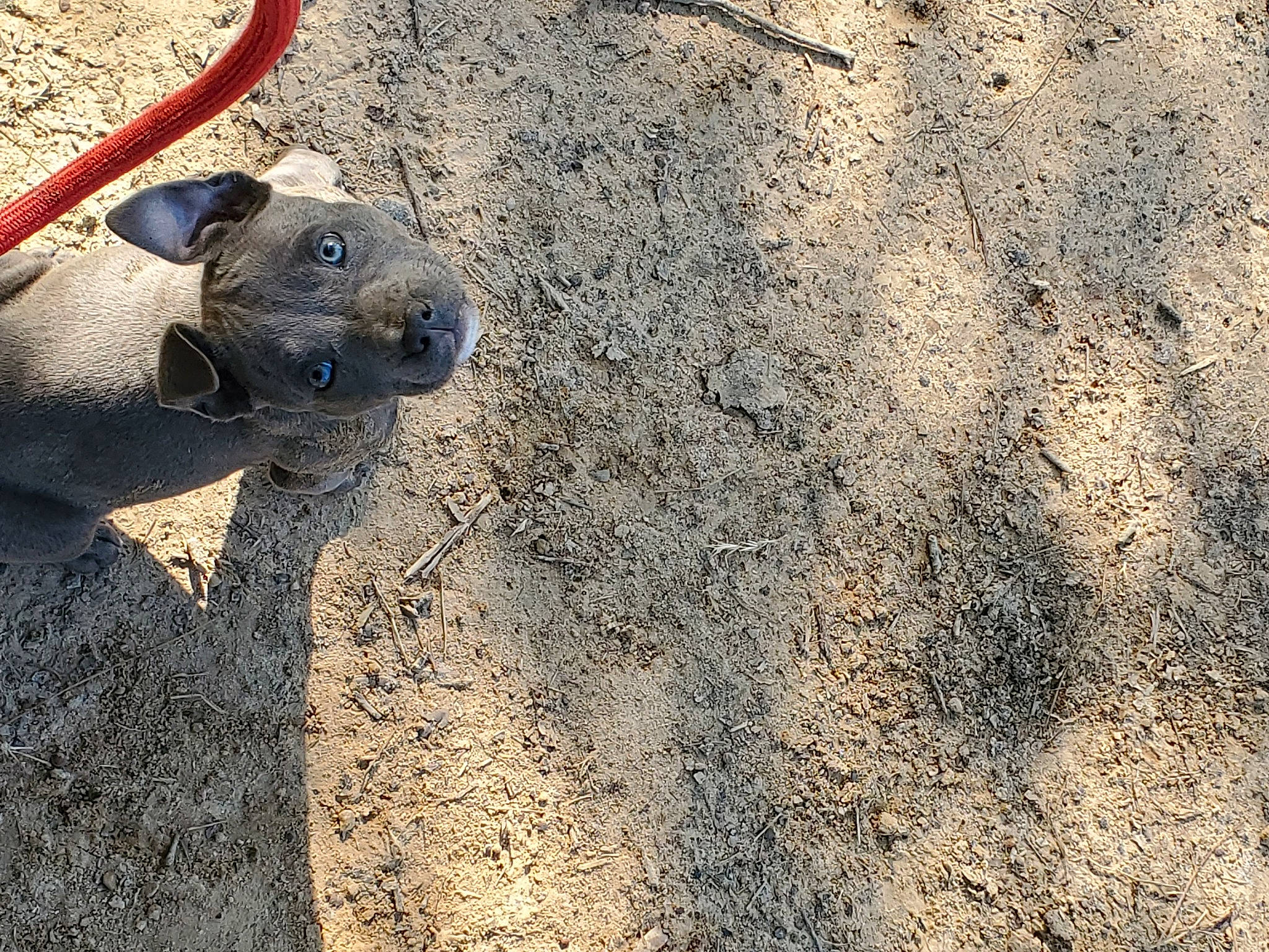 Pete is registered to the contest to win money with this photo: canidae, carnivore, fawn, rock, snout, soil