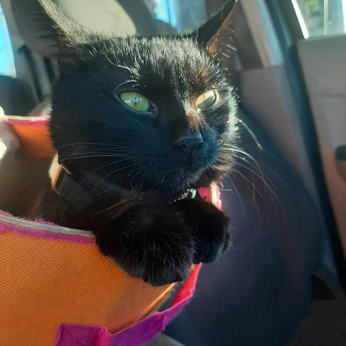Qeen Tits joined the competition — help win amazing prizes! animal, black_cat, car, car_seat, carrier, cat, close_up, domestic_animal, feline, green_eyes, indoor, orange_carrier, paws, pet, pink_trim, portrait, relaxed, sunlight, whiskers, window
