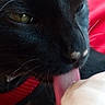 Qeen Tits is registered to the contest to win money with this photo: animal, black_cat, cat, close_up, cream, cute, face, feline, food, fur, indoor, licking, nose, pet, playful, red_fabric, soft_texture, tongue_out, treat, whiskers