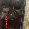 Qeen Tits is registered to the contest to win money with this photo: animal, black_cat, braided_string, cat, close_up, collar, cute, domestic_cat, ears, feline, green_eyes, indoor, looking_up, pet, plastic_container, playful, resting, sleepy, toy, whiskers
