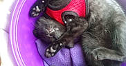 Qeen Tits joined the competition — help win amazing prizes! animal, black_kitten, cat, cozy, curled_up, cute, domestic_animal, feline, fur, indoor, nap, paw_pads, pet, purple_bucket, red_harness, relaxed, resting, sleeping, small, soft_cloth