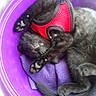 animal, black_kitten, cat, cozy, curled_up, cute, domestic_animal, feline, fur, indoor, nap, paw_pads, pet, purple_bucket, red_harness, relaxed, resting, sleeping, small, soft_cloth