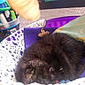 basket, black_cat, cloth, container, cozy, crochet, cute, fur, home, indoor, kitten, pattern, pens, pet, playful, purple_fabric, resting, sleeping, small_animal, stationery