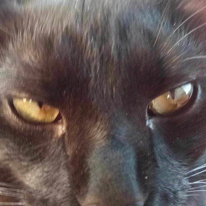 Toby joined the competition — help win amazing prizes! animal, black_cat, cat, close_up, closeup, collar, curious, domestic_cat, eye, face, feline, fur, indoor, muzzle, nose, pet, portrait, whiskers, yellow_eyes