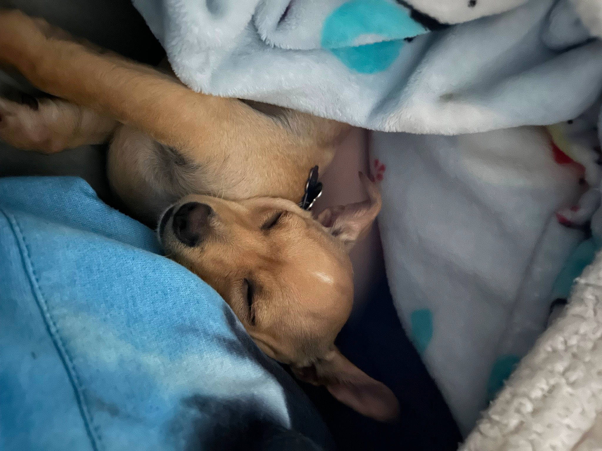 Ray is registered to the contest to win money with this photo: abdomen, bed, carnivore, chest, comfort, companion_dog, dog, dog_breed, foot, fur, gesture, human_body, human_leg, knee, leg, linens, nail, nap, thigh, trunk