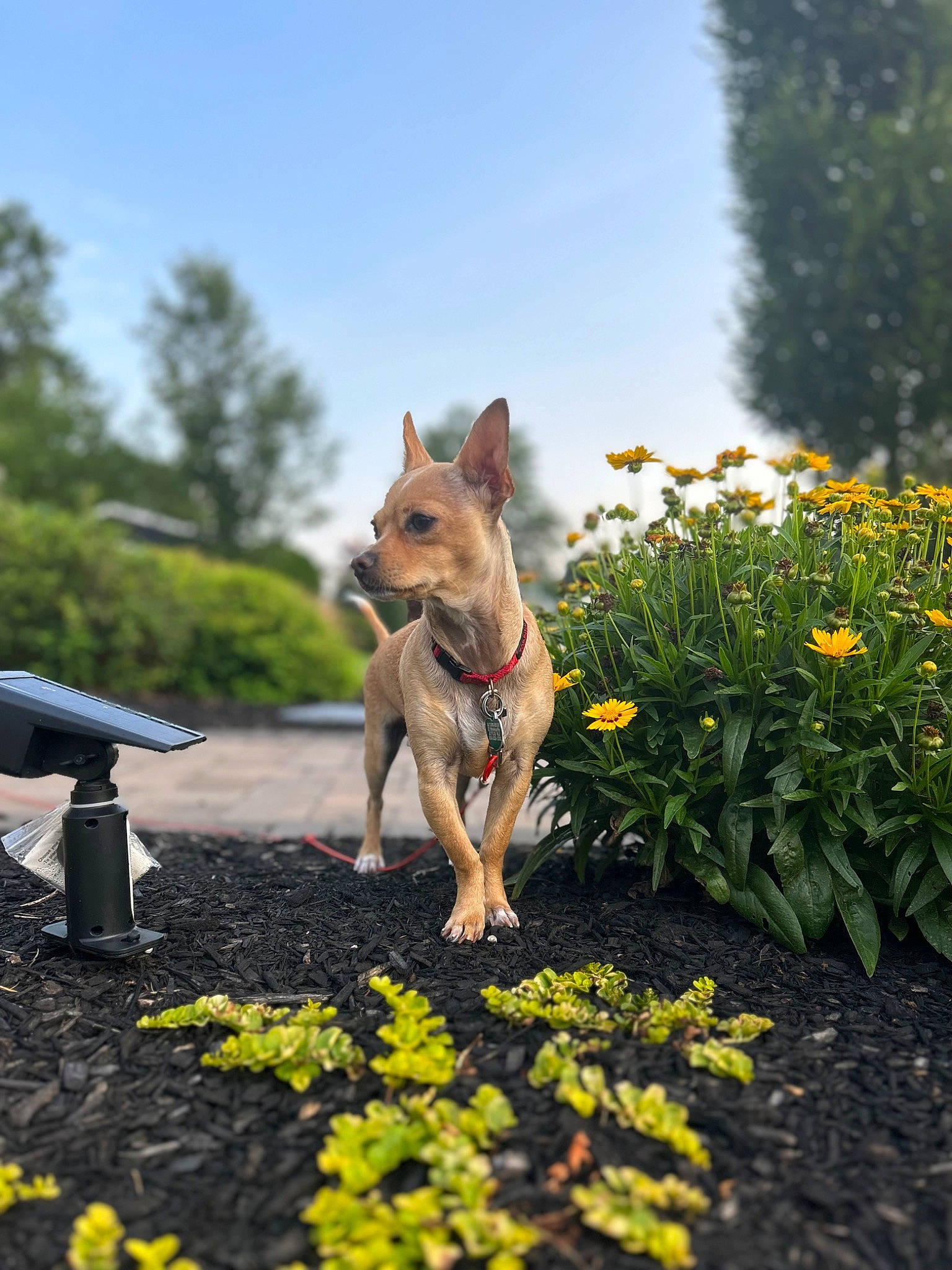 Ray joined the competition — help win amazing prizes! canidae, carnivore, cloud, companion_dog, dog, dog_breed, fawn, flower, grass, landscape, leisure, plant, recreation, road, sky, sporting_group, spring, tail, tree, wildlife