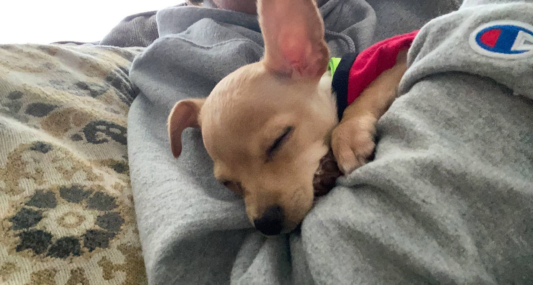 Ray is registered to the contest to win money with this photo: bed, canidae, carnivore, chihuahua, comfort, companion_dog, corgi_chihuahua, dog, dog_breed, ear, fawn, fur, linens, non_sporting_group, paw, snout, sporting_group, toy_dog, whiskers