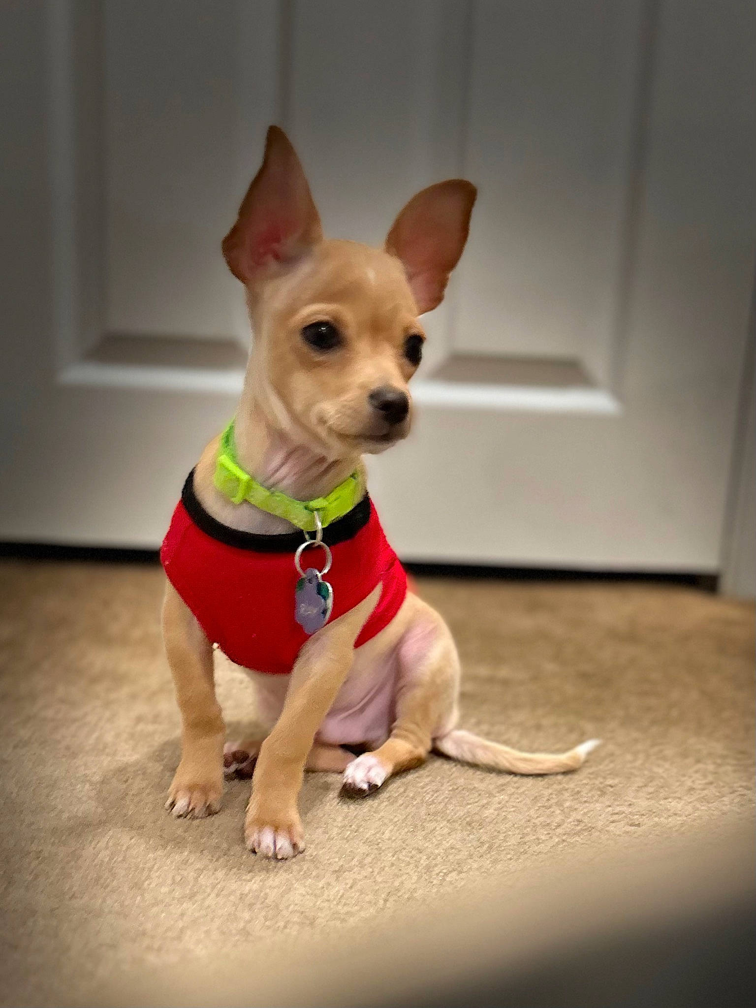 Ray joined the competition — help win amazing prizes! carnivore, chihuahua, collar, companion_dog, dog, dog_breed, dog_clothes, dog_collar, dog_supply, door, fashion_accessory, fawn, flooring, pet_supply, russkiy_toy, snout, sporting_group, toy_dog, whiskers, working_animal