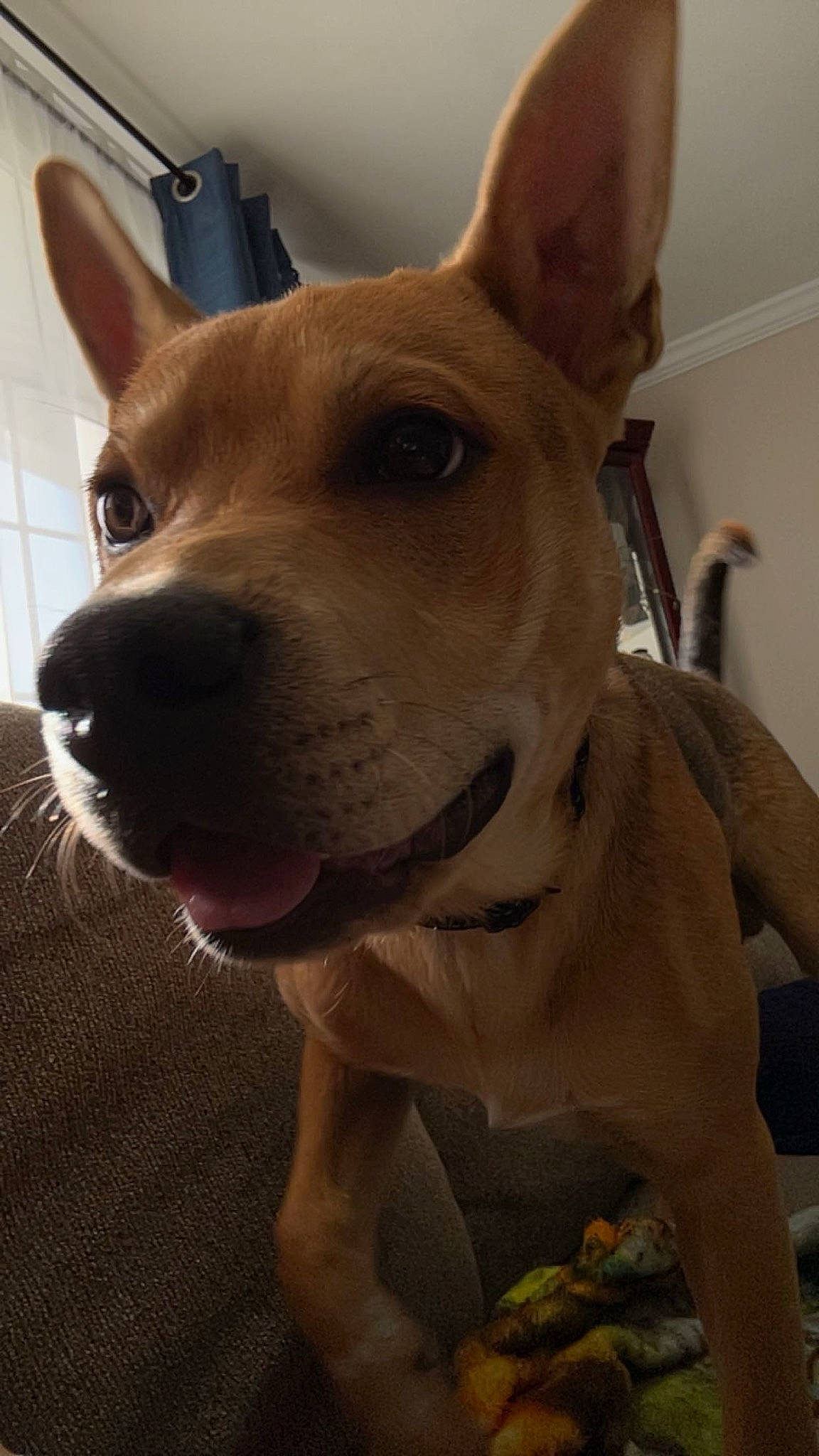 Woody is registered to the contest to win money with this photo: ancient_dog_breeds, canidae, carnivore, collar, companion_dog, dog, dog_breed, dog_collar, ear, eye, fawn, fur, head, jaw, non_sporting_group, pet_supply, snout, sporting_group, whiskers, working_animal