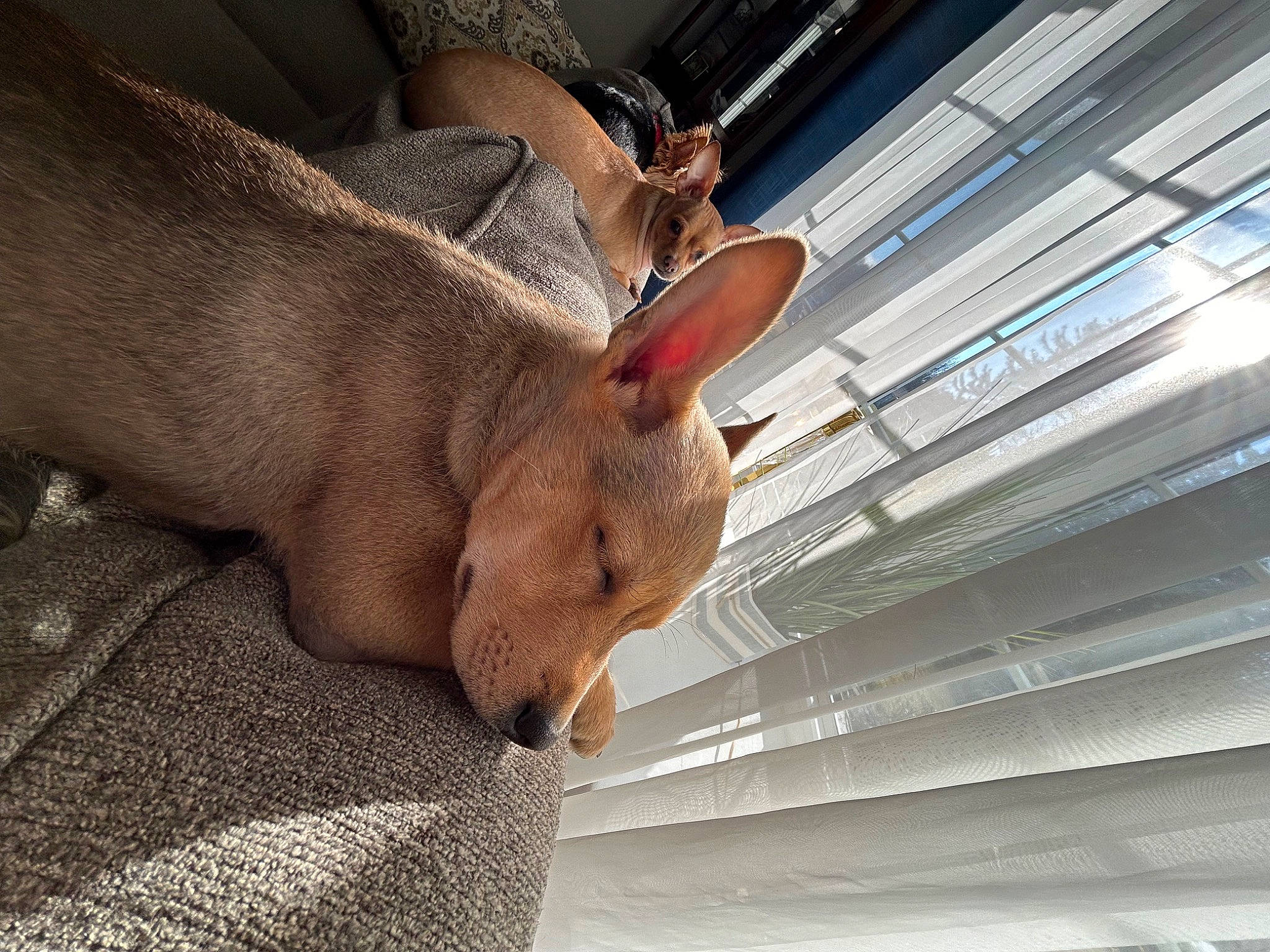 Woody joined the competition — help win amazing prizes! beam, canidae, carnivore, ceiling, comfort, companion_dog, dog, dog_breed, ear, fawn, foot, fur, human_leg, snout, sporting_group, tail, terrestrial_animal, whiskers, wood, working_animal