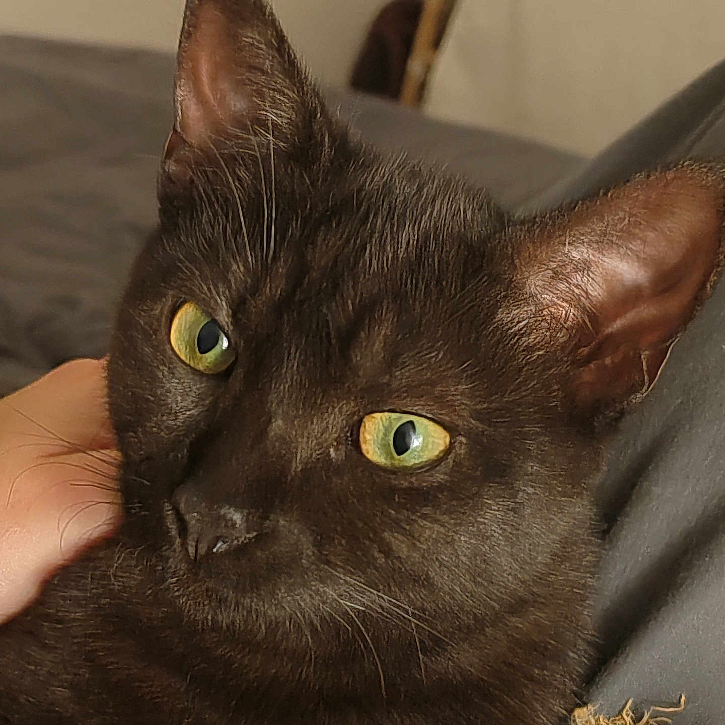 Joki participe au concours pour gagner de l'argent avec cette photo : animal, black_cat, cat, close_range, close_up, comfortable, couch, domestic_animal, ear, feline, fur, green_eyes, hand, indoor, nose, pet, portrait, relaxing, soft_lighting, whiskers