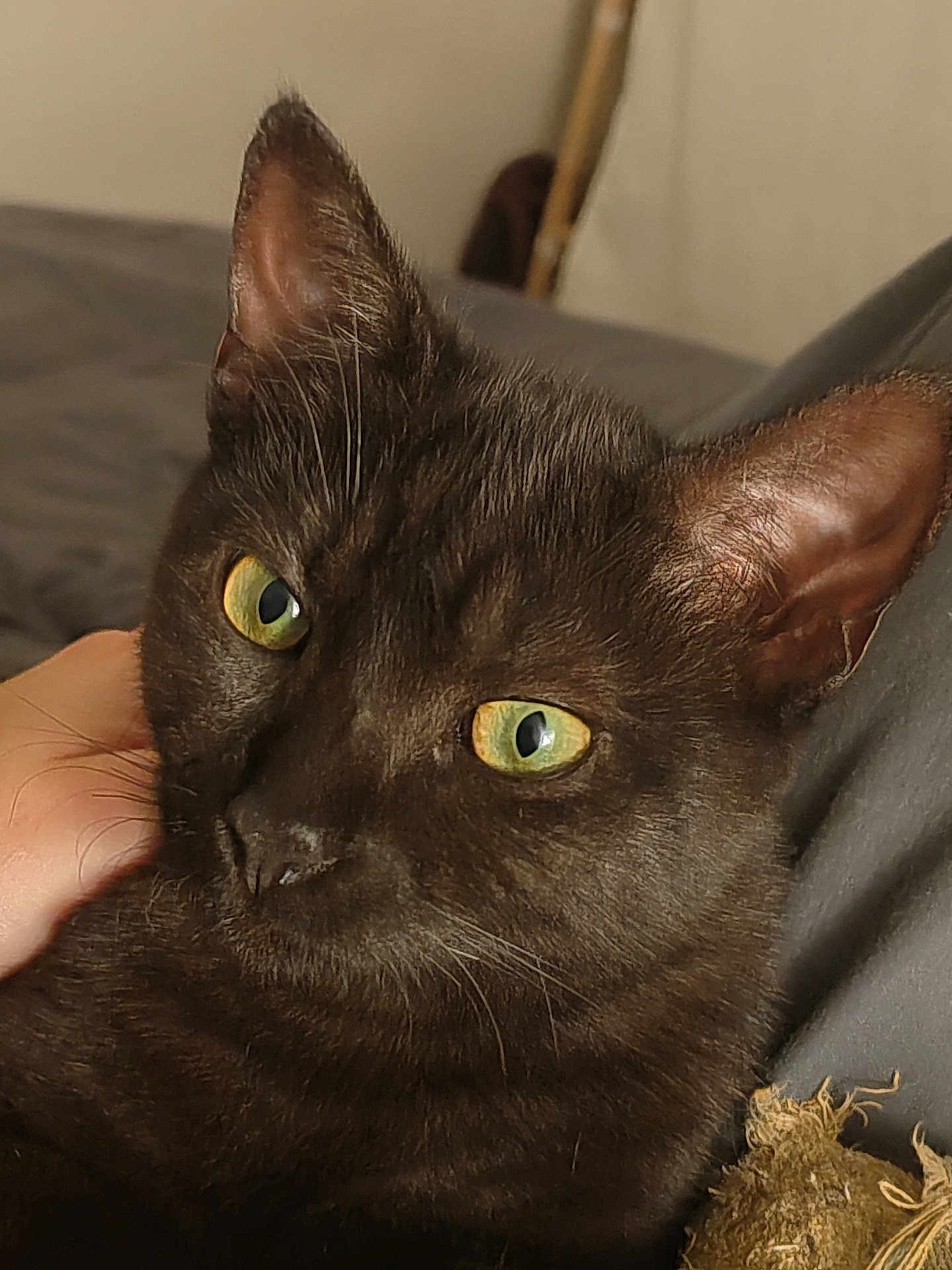 Joki participe au concours pour gagner de l'argent avec cette photo : cat, black_cat, green_eyes, close_up, portrait, pet, indoor, feline, animal, fur, whiskers, ear, nose, couch, hand, relaxing, domestic_animal, soft_lighting, comfortable, close_range