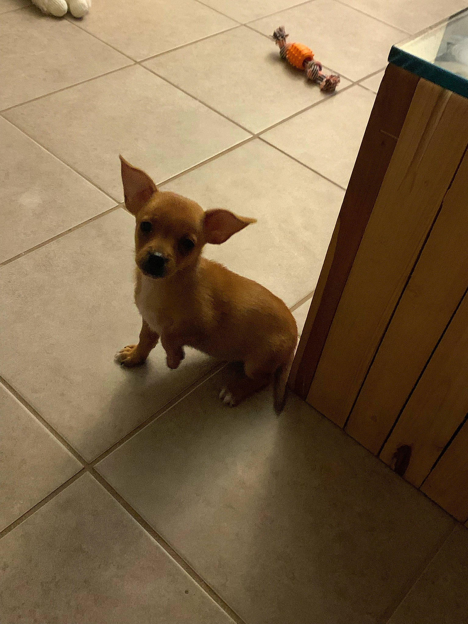 Rue is registered to the contest to win money with this photo: canidae, carnivore, chihuahua, companion_dog, dog, dog_breed, dog_supply, fawn, floor, flooring, hardwood, pet_supply, road_surface, snout, sporting_group, tail, toy_dog, whiskers, wood, working_animal