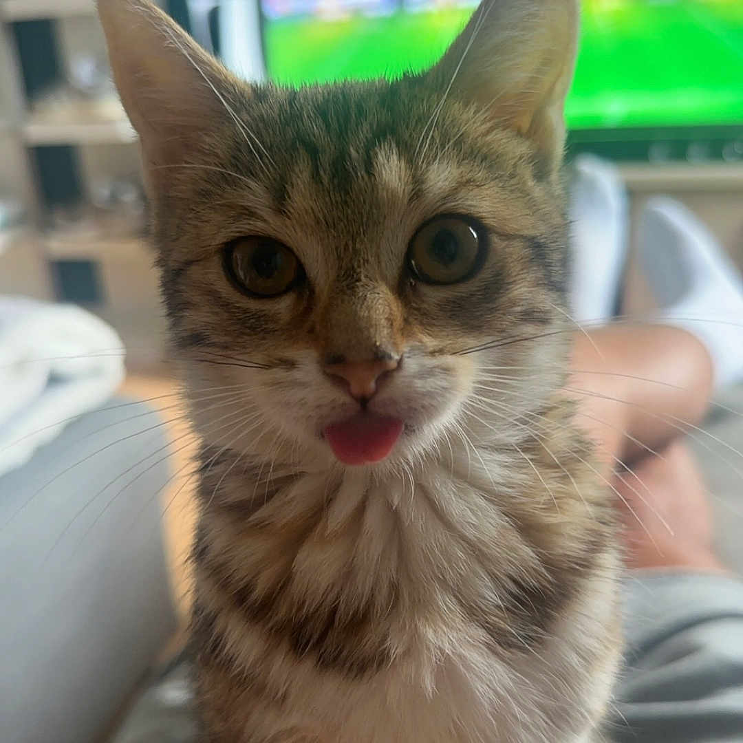 Boo a rejoint le concours — aidez-le/la à gagner de superbes lots ! abyssinian, animal, architecture, building, cat, computerhardware, couch, electronics, entertainmentcenter, face, furniture, hardware, head, kitten, manx, monitor, person, pet, screen, tv