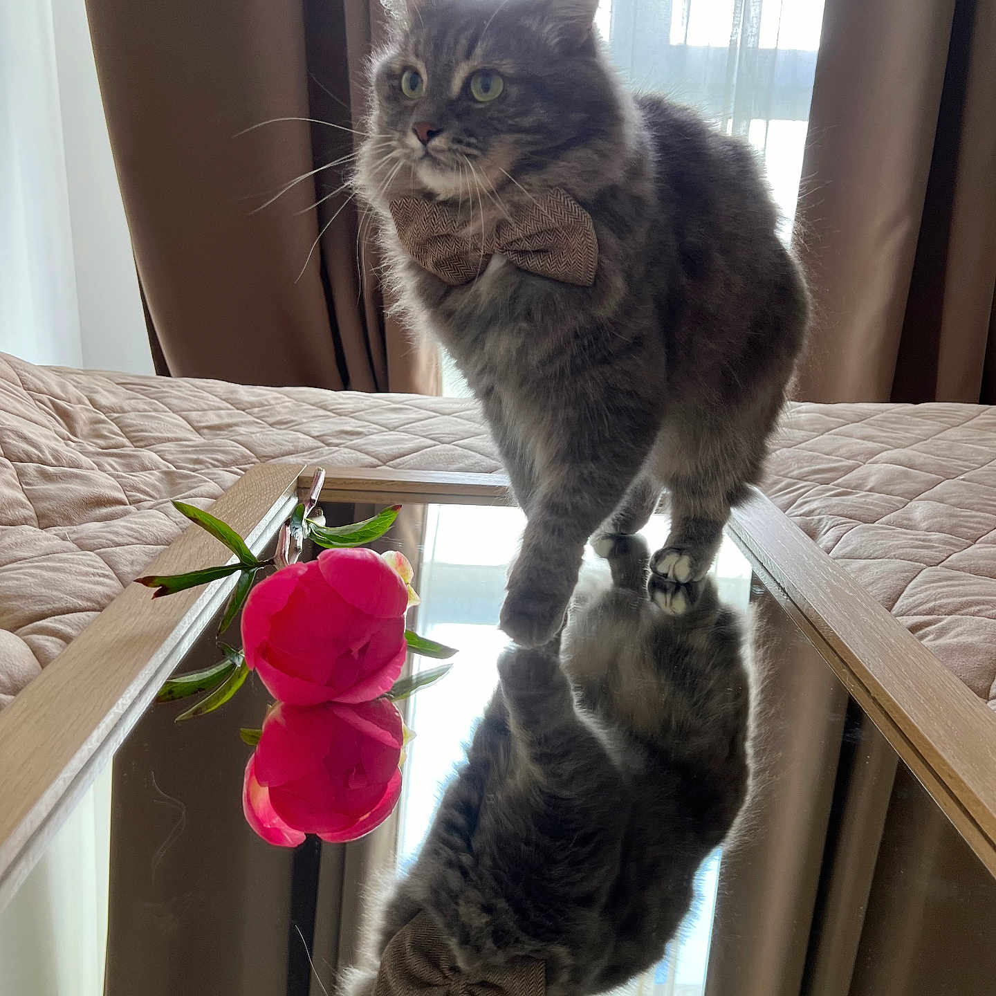 Simba a rejoint le concours — aidez-le/la à gagner de superbes lots ! animal, bedspread, bow_tie, cat, cozy, curtains, cute, domestic, feline, flower, fur, gray_cat, indoor, mirror, pet, pink_flower, portrait, reflection, whiskers, window_light
